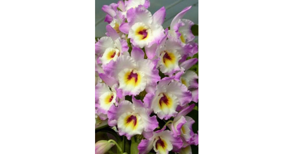 Den. Sweet Pinky Momokko-